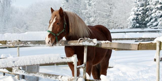 entrenar con caballos en invierno