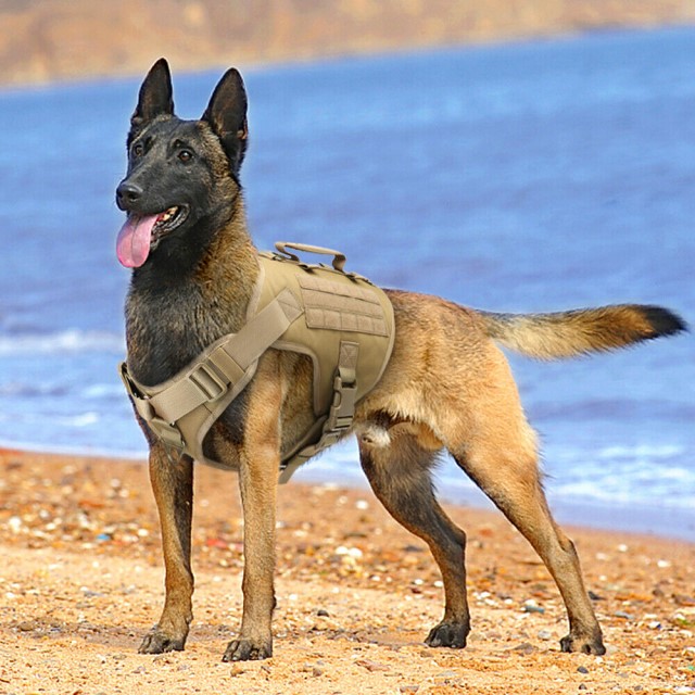 Pastor Malinois perro de Dibu Martínez