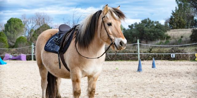 ajustar montura a un poni