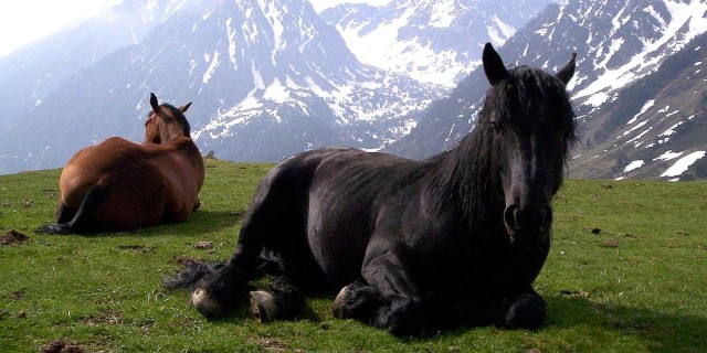 caballo catalán