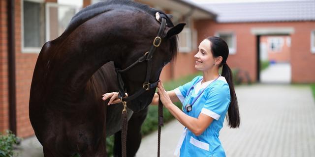 Veterinaria trata a un caballo con fibrilación auricular