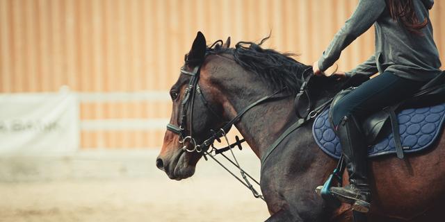 colocar montura en un caballo