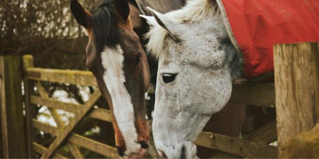 impuestos compra caballos