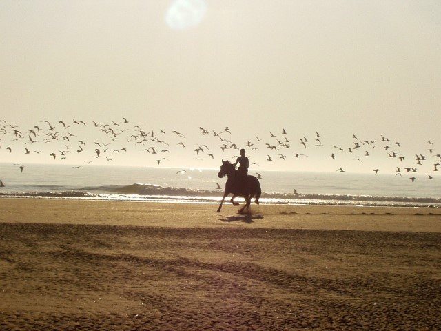 rutas y paseos son planes perfectos con caballos