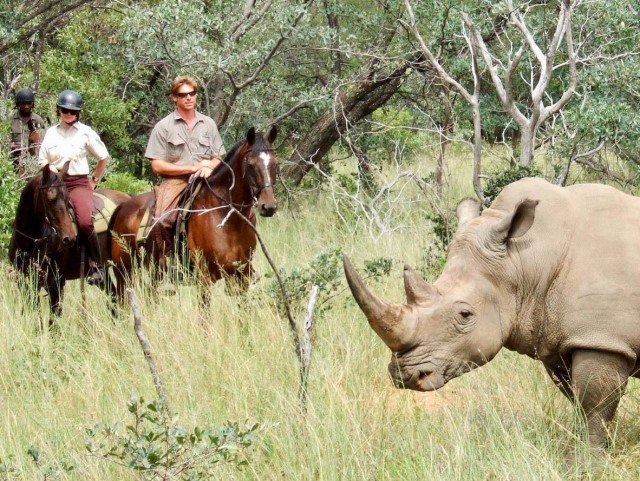 safari es un plan ideal con caballos