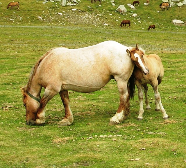 proyecto para recuperar al caballo catalán