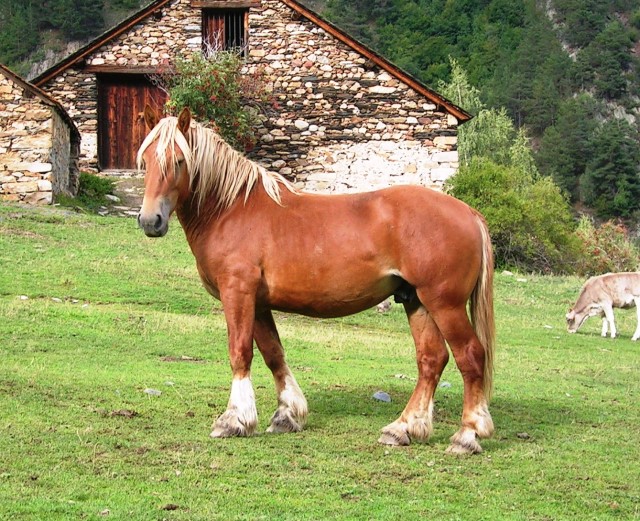 Proyecto Cavall para recuperar al caballo catalán