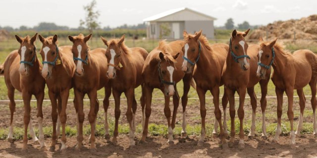 caballos clonados compiten