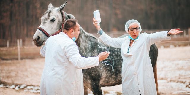 tratar la enfermedad renal en caballos