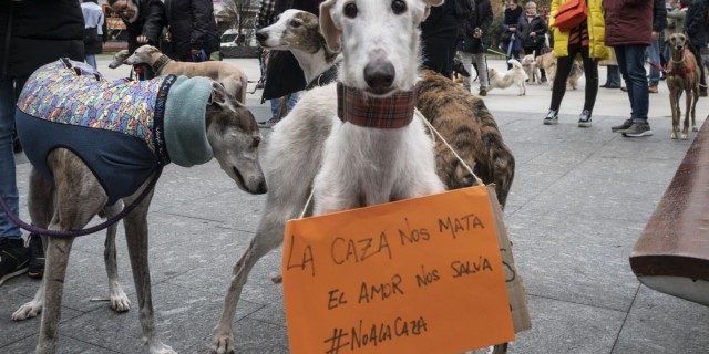 La comunidad valenciana aprueba su ley de bienestar animal