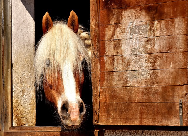 rinoneumonía equina en caballos