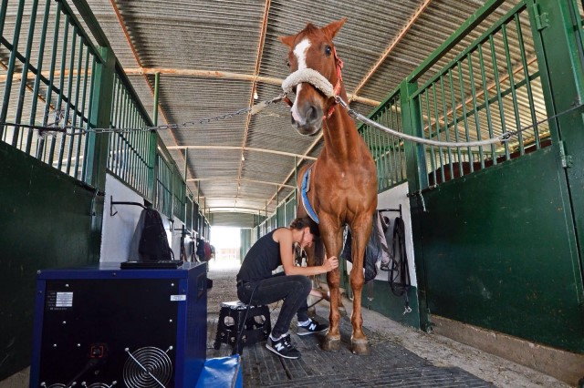 tratamientos de fisioterapia equina
