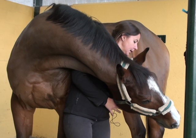 fisioterapia para tratar lesiones en caballos