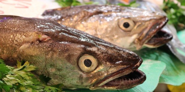 pescados que se consumen en la dieta atlántica