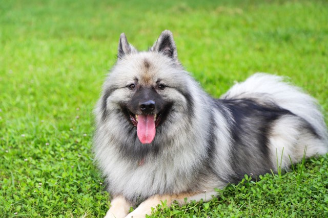 Keeshond curiosidades