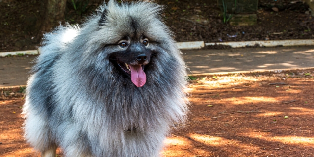 Salud del Keeshond