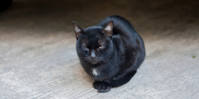 gato de color negro