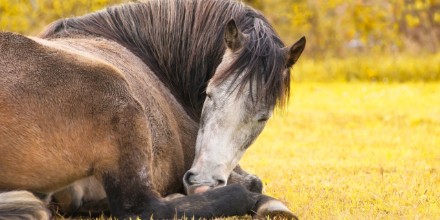 Parálisis laríngea en un caballo
