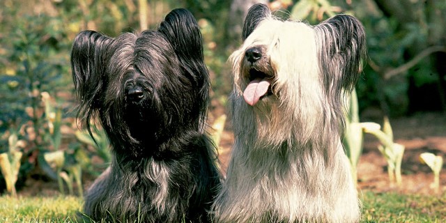 perros Skye Terrier