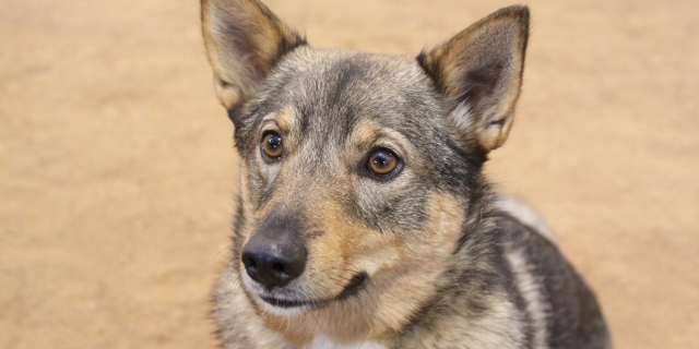 Carácter de un perro Vallhund sueco