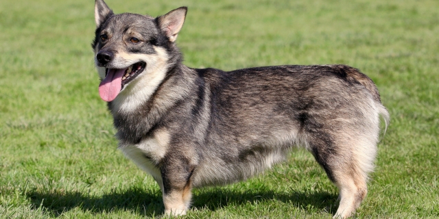 musculatura de un ejemplar Vallhund sueco