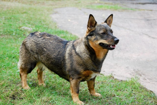 Raza del perro Vallhund