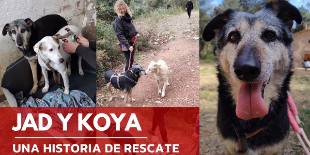 Jad y Koya perros de Voluntarios Itinerantes