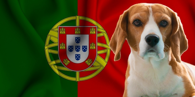 Beagle perro más popular de Portugal