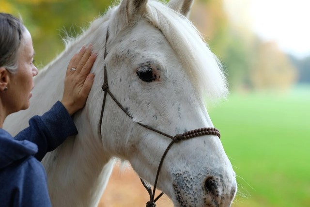 Kissing Spines en un caballo
