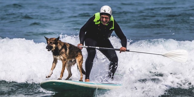 Perros campeones de Surf