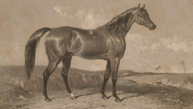 Aliwal caballo militar