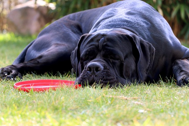 PSI del Cane Corso