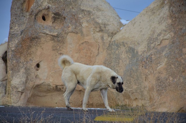 Kangal PSI perro con la mordida más fuerte