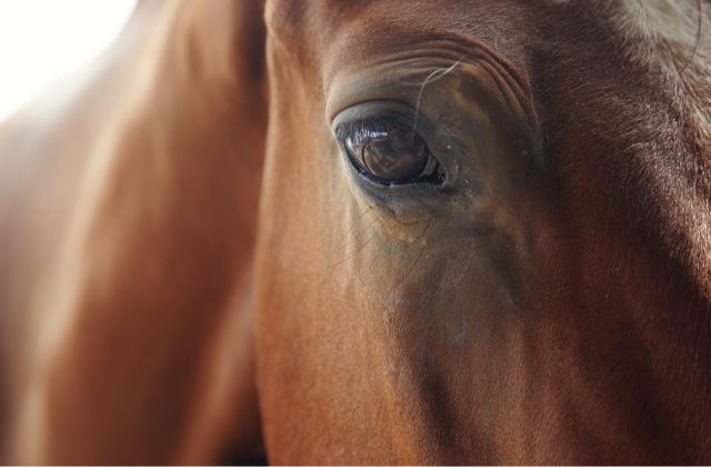 roncha de un caballo por dermatitis estival