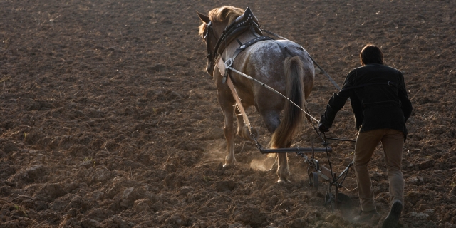 Equitación sostenible caballos