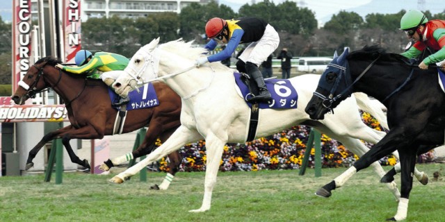 caballo purasangre blanco