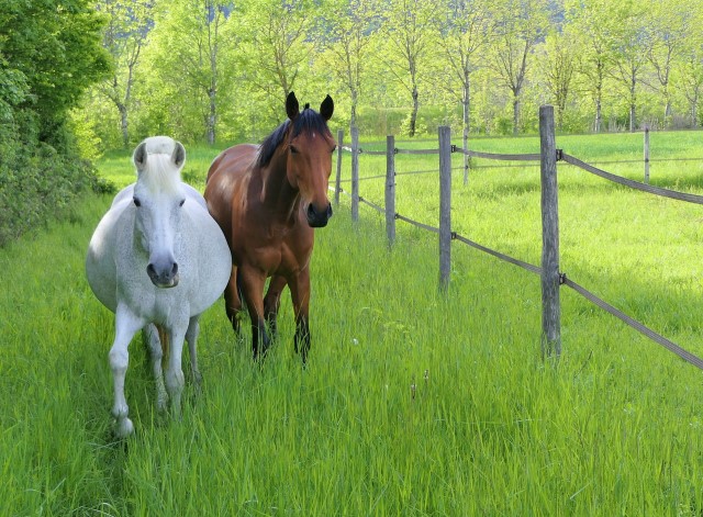 cuidar caballos primavera