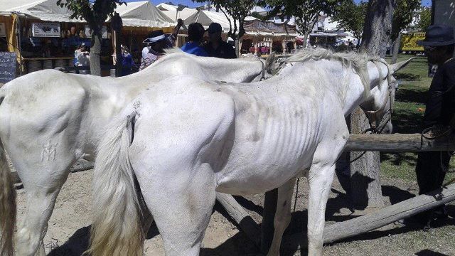 caballos desnutridos