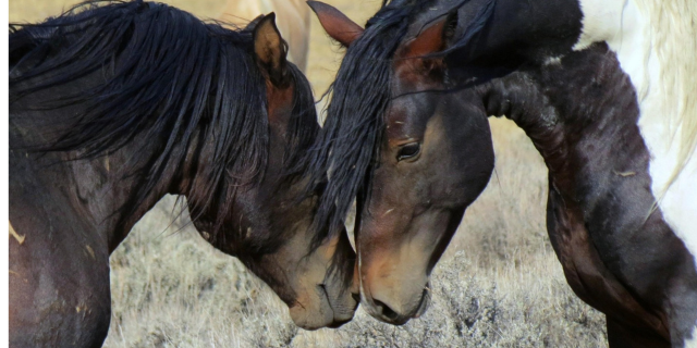 sentido del olfato de los caballos