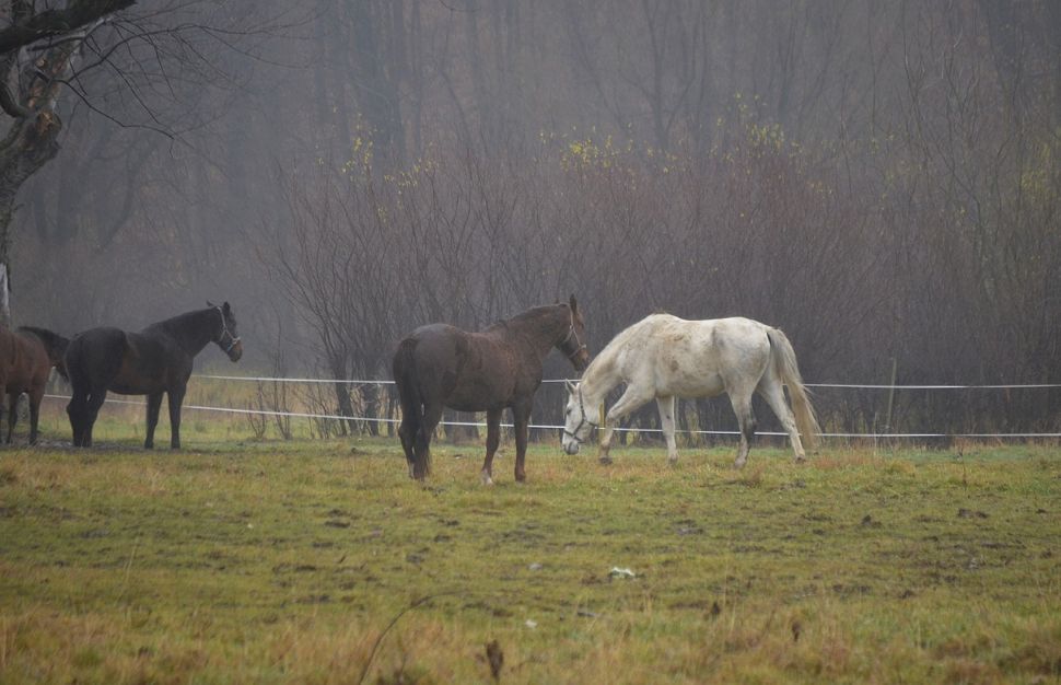 tormentas de primavera cómo afectan a caballos