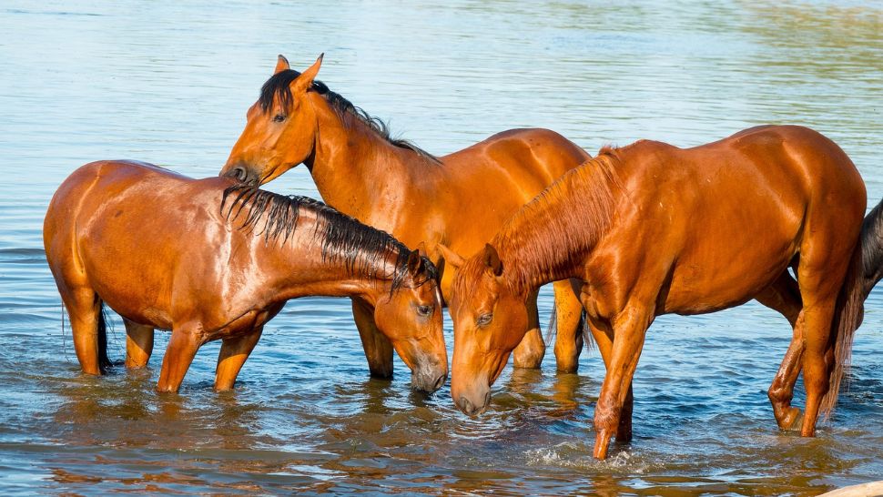 cantidad de agua que necesitan los caballos