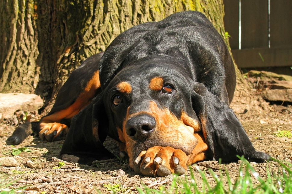 American Coonhound