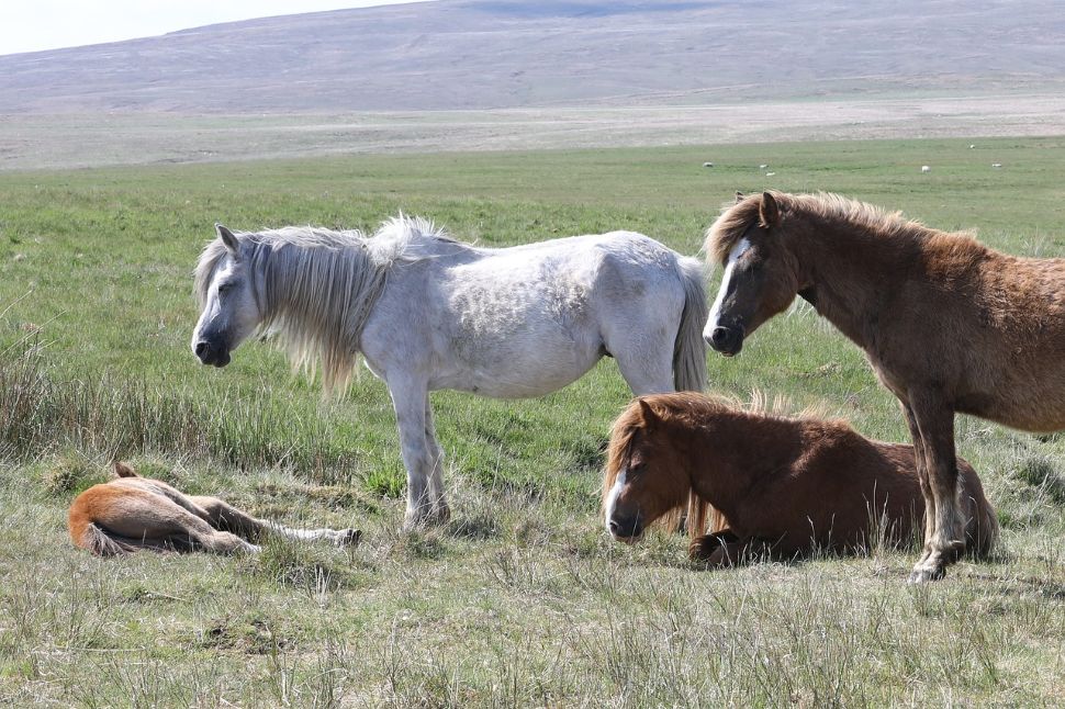 caballos en reserva de Escocia
