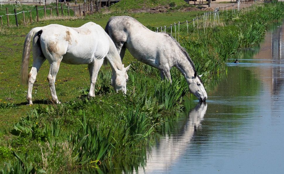 cómo saber si un caballo necesita agua