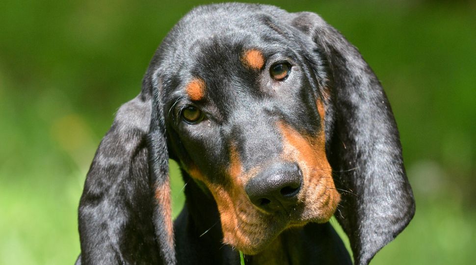 coonhound black and tan
