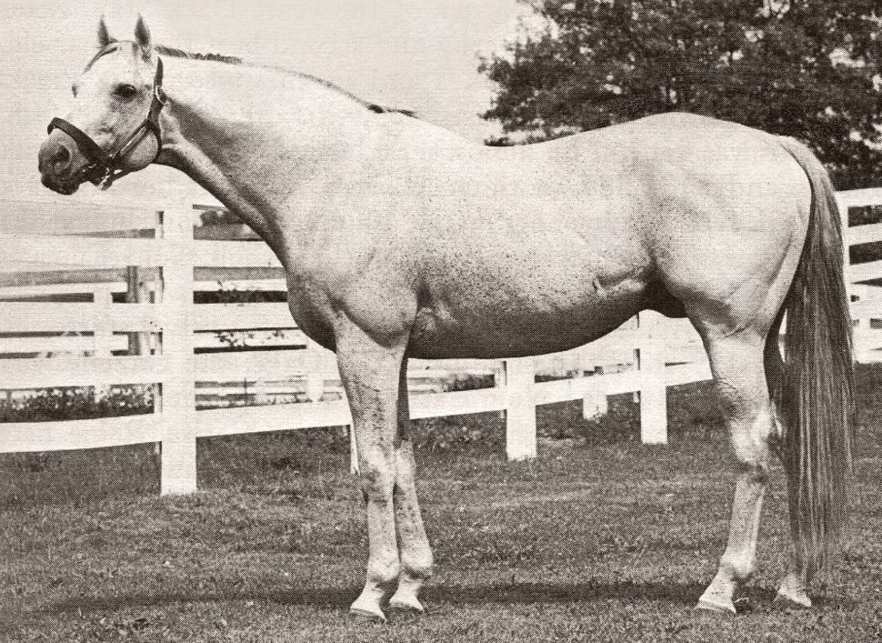 Native Dancer historia caballo