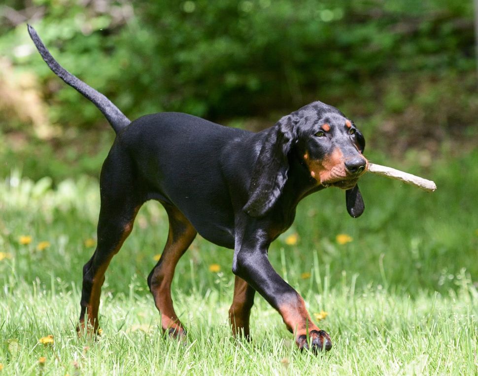perros American Coonhound