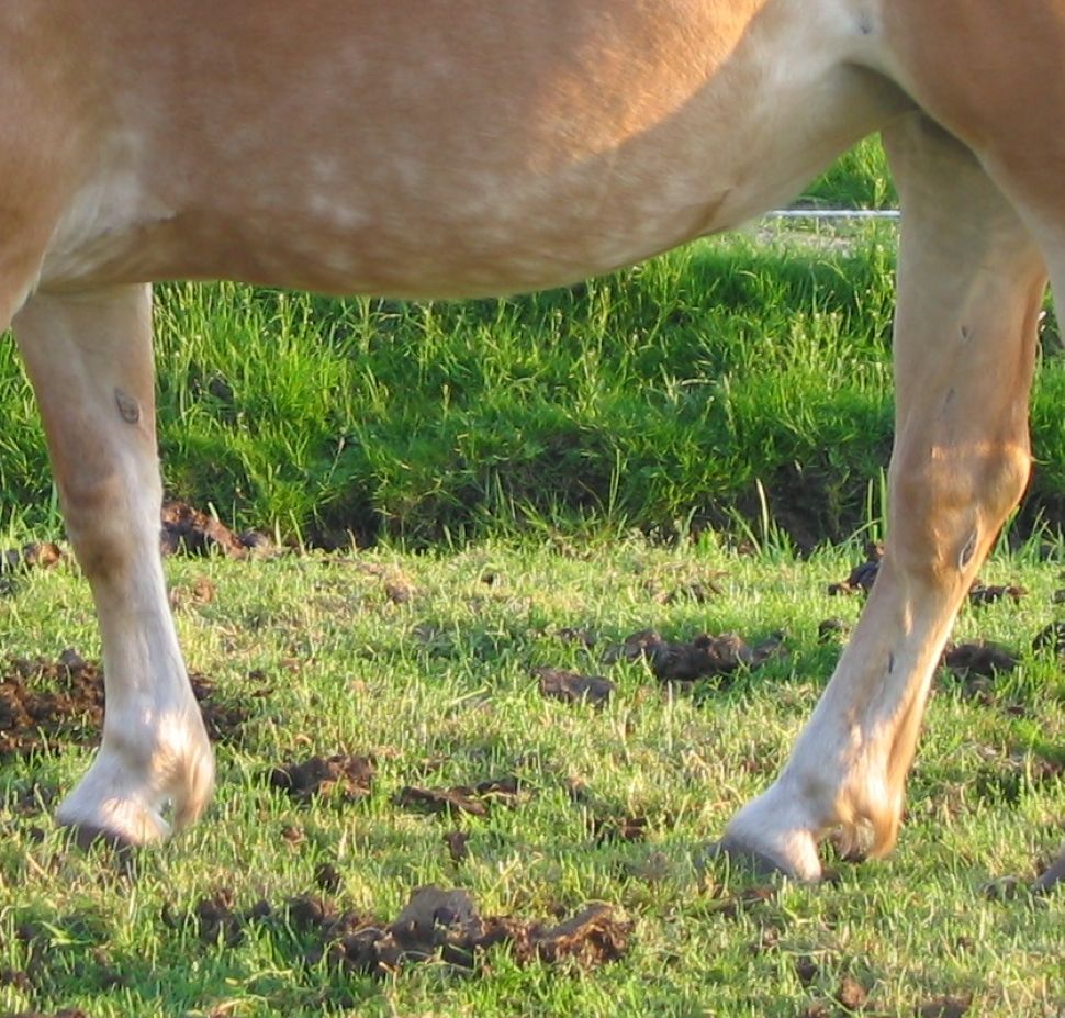 Espejuelos o castañas en las patas de un caballo Haflinger