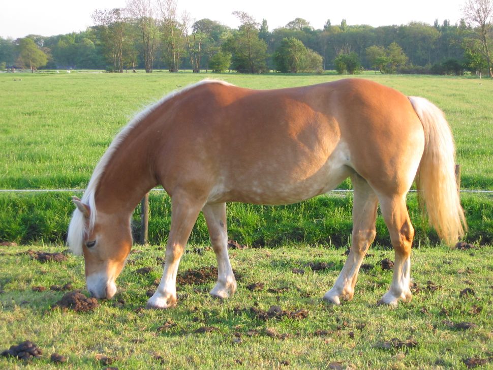 Caballo Haflinger de cuerpo completo en un prado