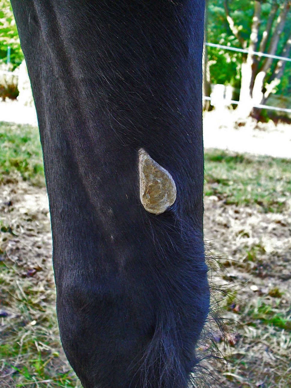 Espejuelo o castaña en la pata de un caballo frisón